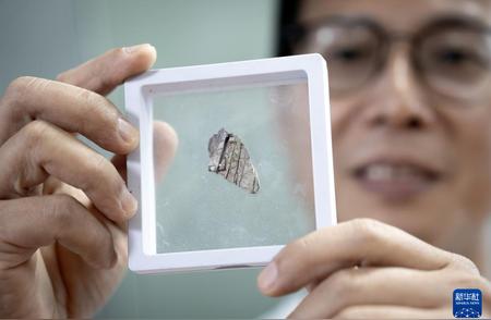 揭秘中国最南端发现的暴龙超科化石
