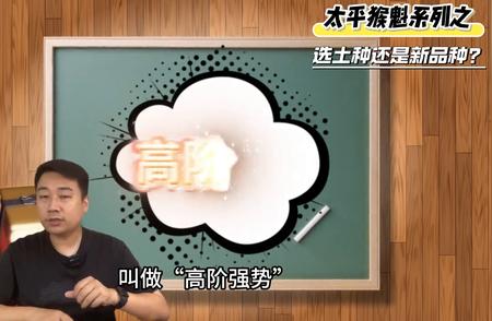 太平猴魁系列探秘：土种与品种的完美融合