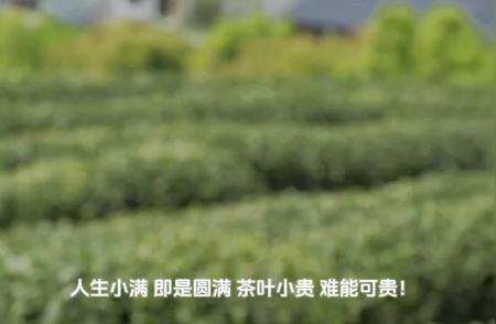 乌龙茶：探寻传统与现代的交融之美