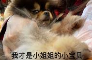 博美犬的弃养率为何持续高涨？这些原因让人难以接受！