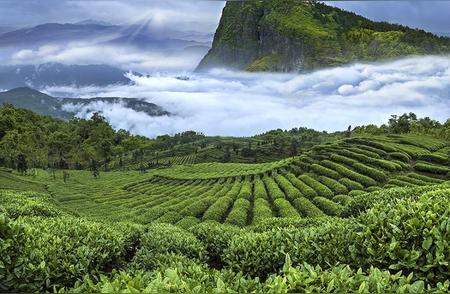 四川竹叶青茶业：品味青茶，领略‘平常心’文化