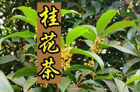 桂花茶的独特魅力与功效