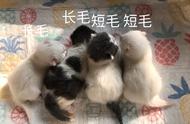 长毛猫与短毛猫的对比：看完后，你会选择养哪种猫吗？