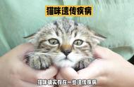 猫咪常见的遗传性疾病有哪些？