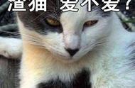 揭秘猫界六大“渣猫”：如果你养过，那真是太让人心疼了