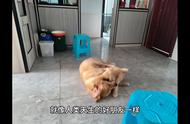 你知道金毛犬的优点吗？