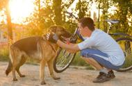 德国牧羊犬的晚年生活：何时开始步入老年？