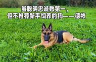 虽然忠诚服从是首要，但并不推荐新手在城市饲养#德国牧羊犬