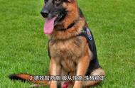 德国牧羊犬为什么常被用作警犬？