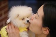 为何养博美犬的人，都不建议再养公犬？5个原因让人深思