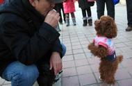 为什么泰迪犬如此受欢迎？网友：一旦养了就不想换狗了。