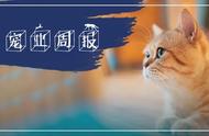 CATLINK与新瑞鹏联手，纽约州将立法禁止宠物：宠业周报