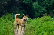 四大中国原生犬种，陪你闯荡荒野，遇险无忧