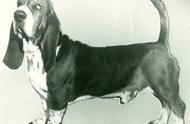 探索家族历史：巴吉度犬（Basset Hound）篇