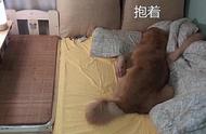 金毛犬爱依偎主人，男子因热转睡狗床：你是黏人精吗？