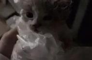 偶然发现一只邋遢小猫，精心养护后竟是布偶猫