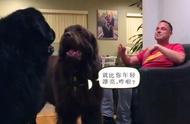 纽芬兰犬之间的爱情竞赛，笑料百出