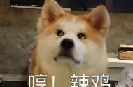 被误导养秋田犬的我，你们让我陷入困境