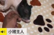 中山男子网购宠物猪，鸡腿大虾成主食，网友热议