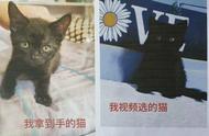 网购英国短毛猫变病土猫，女子起诉卖家欺诈获赔3000元