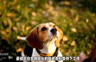 了解巴吉度犬的基础知识