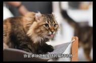 🐈美国长毛猫品种详解：新手养猫必读指南