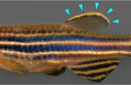 斑马鱼的社交秘密：发光神奇细胞的力量