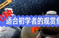 初学者的最佳选择：10种易于饲养的观赏鱼