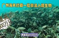 外来生物的遭遇：被截断的命运