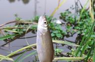 我已经掌握了三种钓鱼技巧，主要针对餐鱼、鲫鱼、鲤鱼和黄鳝