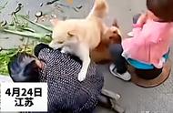 秋田犬攻击事件：老人遭家中宠物猛烈撕咬，主人的幽默与无奈