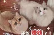 深度解读：猫咪新领养方式背后的争议与挑战