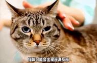 小猫咪怕冷吗？让我们一起探讨猫咪的体温调节