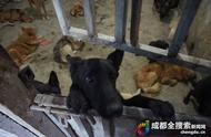 探访启明小动物保护中心：上百犬只等待新家