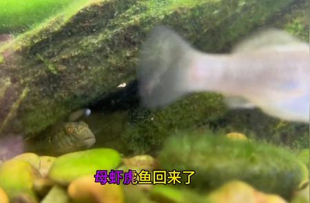 揭秘虾虎鱼攻击食蚊鱼的奥秘