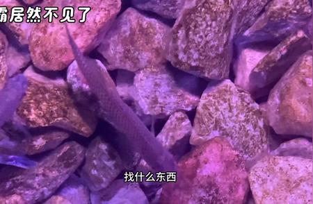 缸霸失踪之谜：水族世界的奇异事件