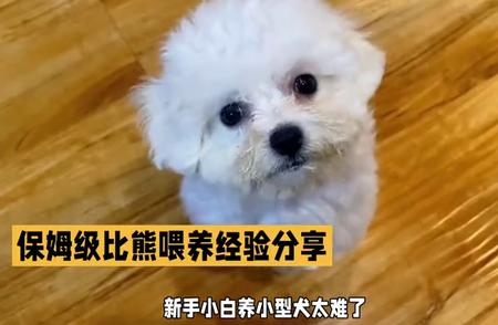 新手养小型犬完全指南：比熊犬的保姆级照顾技巧