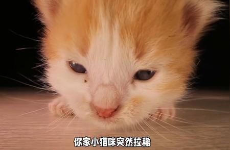 养猫新手必看：小猫咪拉稀怎么办？