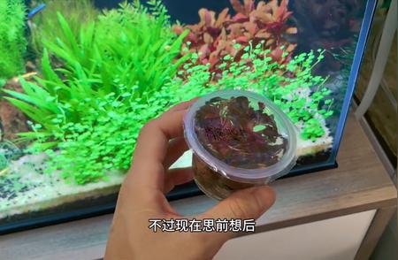 水草缸大改造：揭秘血心兰生长的秘密