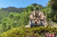 四川泸州惊现豹猫幼崽，萌态十足！