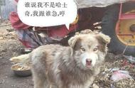 哈士奇幼犬与成犬的惊人变化