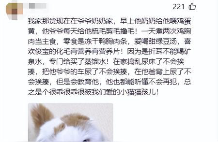 宠物猫受宠若惊！当代人类的溺爱现象揭秘