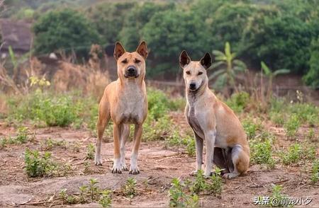 中华田园犬与警犬之路的阻碍