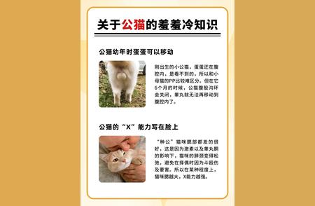 猫咪的隐秘行为大解析：你不知道的冷知识