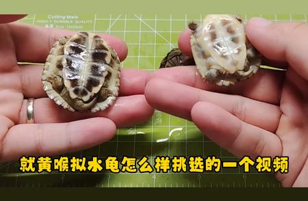 小青龟与黄喉拟水龟：挑选秘籍大解析