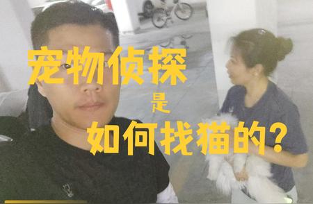 宠物侦探揭秘：如何迅速找到丢失的猫？