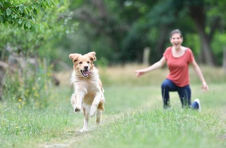 狗狗日常训练手册：新手养犬指南