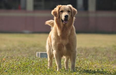 金毛犬：忠诚的象征