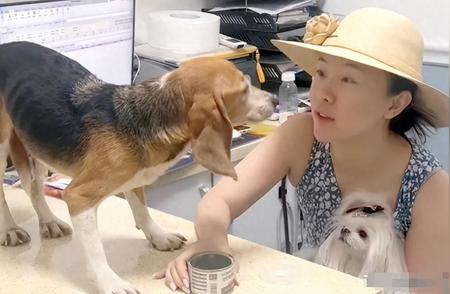 揭秘实验犬背后的故事：为什么比格犬成为首选？