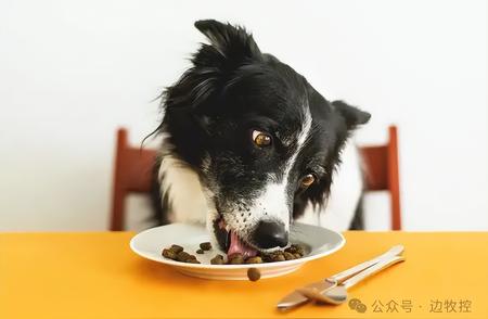 边牧遭遇厌食症，原因解析与解决方案！